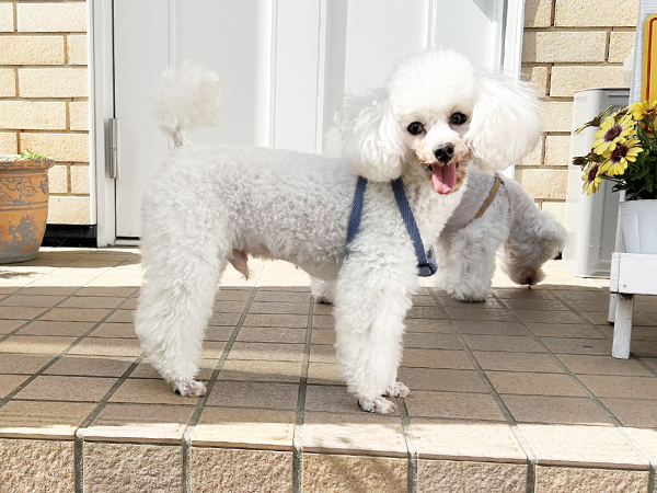 ☆卒業犬王子くんの近況☆